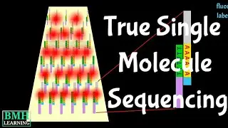 Helicos True Single Molecule Sequencing | High Speed Gene Sequencing | tSMS Sequencing |