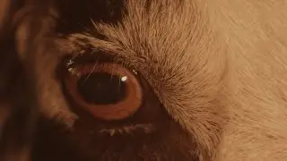 The Wran - Some Say The Devil Is Dead (Official Video)