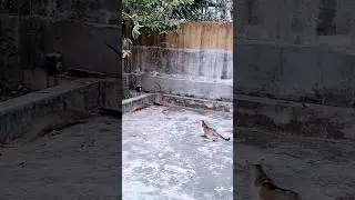 Snake vs Mongoose and Cat #shorts