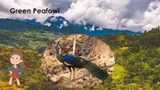 National Bird - Peacock - Animated video