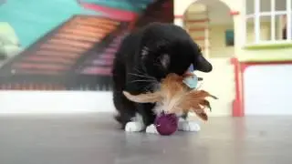 Petlinks&reg; Tweet Thing&trade;