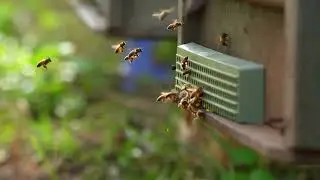 Bee Hive White Noise &ndash; Tranquil Buzzing for Better Sleep & Productivity