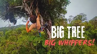 TREE CLIMBING SERIES: Episode Two 