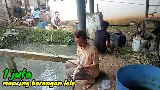 Mancing lele borongan harga ekonomis(untung/rugi)