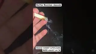 Boston Backyard Grower | Autoflower Outdoor Day 76 FastBuds Autoflowers #shorts
