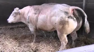 Dikbillen in Arendonk