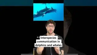 Interspecies Communication in Dolphins and Whales