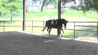 Young Horse Development