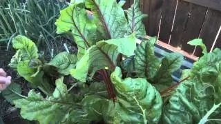 Mittleider Gardening Method