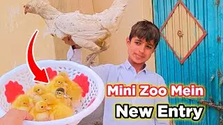 Mini Zoo Mein Ducks Baby Aa Gaey 😍 || Raheel Pets Vlogs || Pets Vlogs 💞😍 