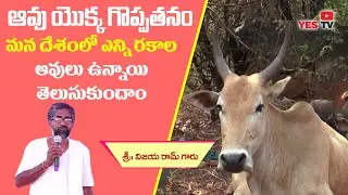 మన దేశంలో ఎన్ని రకాల ఆవులు ఉన్నాయి అనే విషయం మీకు తెలుసా? How many Desi Cow Breeds in India||Yes Tv