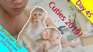 Monkey Baby Cutest you have ever seen 2019 | Day 45 Brother Ton take good care Bop