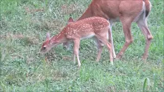 Bring deer into your back yard... Naturally..