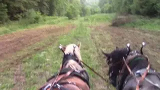 Mulchen mit Vorderwagen Pferdezug aus der Sicht des Fahrers