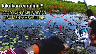 MANCING GABUS HARUAN || PAKAI CARA INI AGAR GABUS MAU MAKAN || TRIK JITU  GABUS MALAS ENYAMBAR LURE
