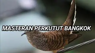 masteran perkutut bangkok