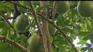 Making a Calabash,Simple, Natural Island living.