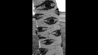 what a nice tree