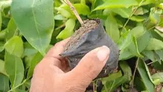 low maturity plants of cloning and ground layering Awareness video only