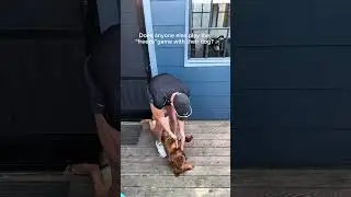 @goldenboyranger_: Одна из любимых игр моей собаки 😂 #собака #видеоссобаками