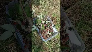 picking and collecting wild berries #shorts #bushtucker #australia #fun