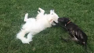 Baby Chewie enjoying playing with other dogs at a dog park