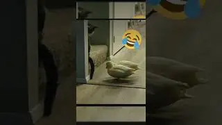 Duck teasing Cat#Duck#cat#bird#shorts
