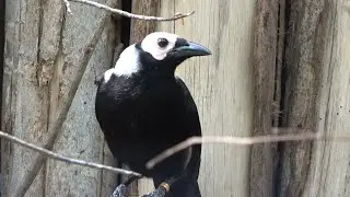 Coleto