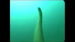 Olive Seasnake
