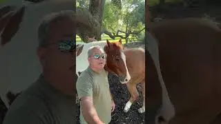Rodeo Dad Joke with the Mares!  #horse #dadjokes #dadhumor