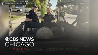 Runaway tortoise found under peach tree in Arlington Heights enjoying a snack