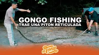 Gongo nos ense&ntilde;a a c&oacute;mo atrapar a una Pit&oacute;n Reticulada. 