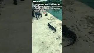 is crocodile bite poisonous?
