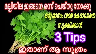 ഇങ്ങനെ ചെയ്താൽ മല്ലിയില ഒരു മാസം വരെ കേടാവില്ല |How to store coriander leaves fresh #kitchentips