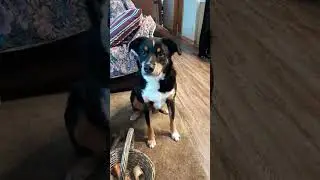 We are puppysitting our amazing granndog Griffey. This is how he 