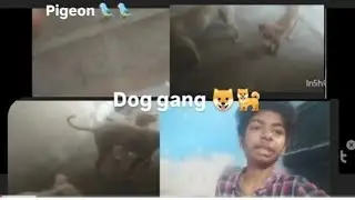 Dog gang🐶🐶 pigeon ko khana khilaya || kartik gurjar vlogs
