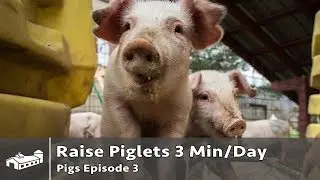 How To Raise Piglets in 3 Minutes