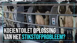 Waarom koeienpoep scheiden de oplossing kan zijn voor het stikstofprobleem