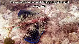 Enigmatic Flying Gurnard: Underwater Gliding Marvels