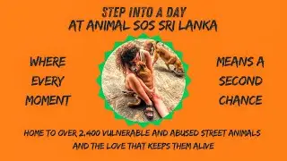 2,400 Lives. One Sanctuary. Endless Care | Inside Animal SOS Sri Lanka