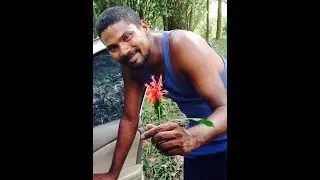 Clint Krishna Jalim HD (funeral at Mon Desir)