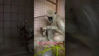 Rescued by injured monkey 🐒🥺🙏💔#share #animallover #maa #rescue #animals #monkey #injured
