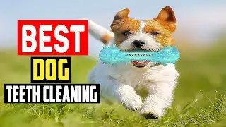 ✅Top 5 Best Bones For Dog Teeth Cleaning in 2025
