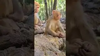 Exhausted Monkey 😹 #viral #monkeymonkey #wyclefcabana #funny #monkey #trending #monkeyboy