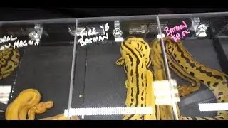 2018 Tinley Park NARBC Reptile Show