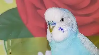 Cute Birds Live Stream | Calm & Cute Moments 🐦