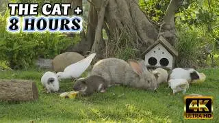 TV FOR CATS - TV for Smart Cats (Bengals, Siamese & More!): 8-Hour ULTIMATE @Nature-4ktv 103