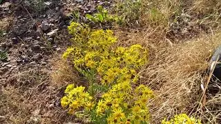 #Ragwort (Senecio Jacobaea)