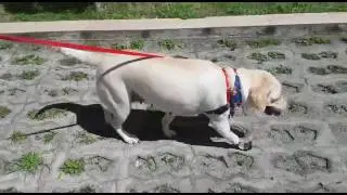 Pr&oacute;tese Veterin&aacute;ria em C&atilde;o - Exopr&oacute;tese Bionic Dog  Endo Exo Prosthesis - Dr. Alan Gleison