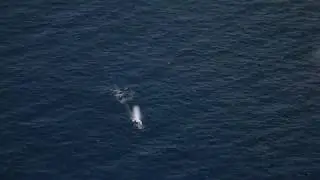 Sea Monster from the Air